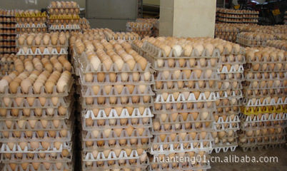 菏泽开发区欢腾化工产品公司大量供应白壳鸡蛋，质量有保障